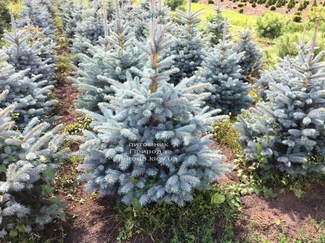 Ель голубая Супер Блю Сидлингс (Picea pungens Super Blue Seedlings) ФОТО Питомник растений Природа Priroda (245)