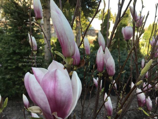 Магнолия Суланжа (Magnolia soulangeana) ФОТО Питомник растений Природа Priroda (129)