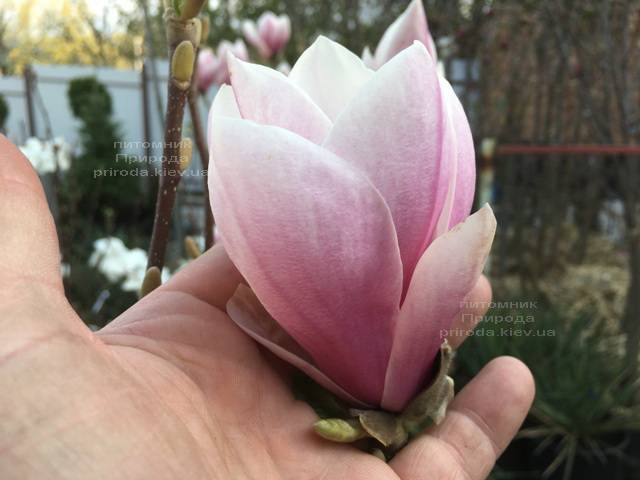 Магнолия Суланжа (Magnolia soulangeana) ФОТО Питомник растений Природа Priroda (123)