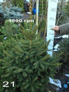 Ель Глаука (Picea pungens Glauca) ФОТО Питомник растений Природа Priroda (315)