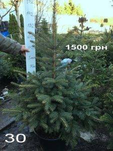Ель Глаука (Picea pungens Glauca) ФОТО Питомник растений Природа Priroda (316)