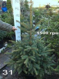 Ель Глаука (Picea pungens Glauca) ФОТО Питомник растений Природа Priroda (317)