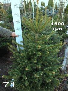 Ель Глаука (Picea pungens Glauca) ФОТО Питомник растений Природа Priroda (323)