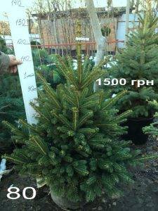 Ель Глаука (Picea pungens Glauca) ФОТО Питомник растений Природа Priroda (324)