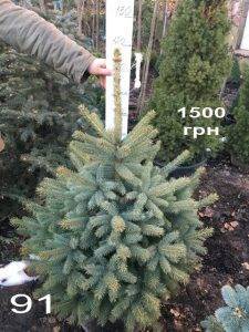 Ель Глаука (Picea pungens Glauca) ФОТО Питомник растений Природа Priroda (327)