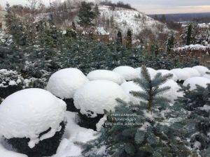 Самшит вечнозелёный зимой ФОТО Питомник растений Природа (Priroda) (25)