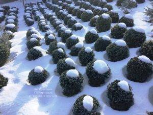 Самшит вечнозелёный зимой ФОТО Питомник растений Природа (Priroda) (31)