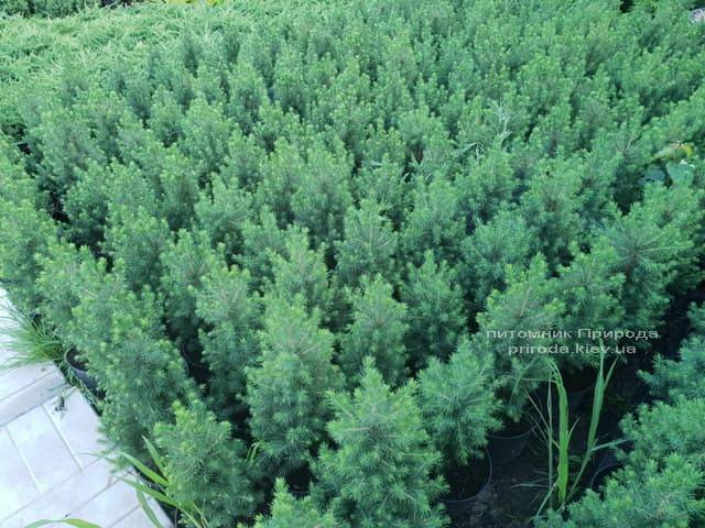 Ель канадская Коника (Picea glauca Conica) ФОТО Питомник растений Природа (Priroda) (1)