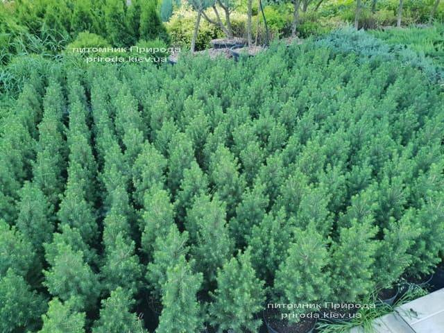 Ель канадская Коника (Picea glauca Conica) ФОТО Питомник растений Природа (Priroda) (3)