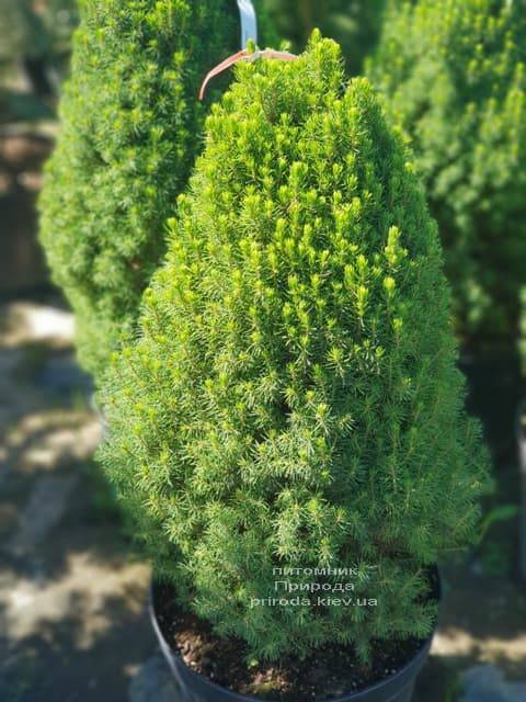 Ель канадская Цукерхут (Picea glauca Zuckerhut) ФОТО Питомник растений Природа (Priroda) (1)