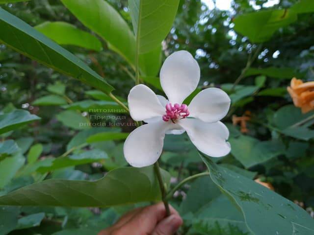 Магнолия Зибольда (Magnolia sieboldii) ФОТО Питомник растений Природа (Priroda) (10)