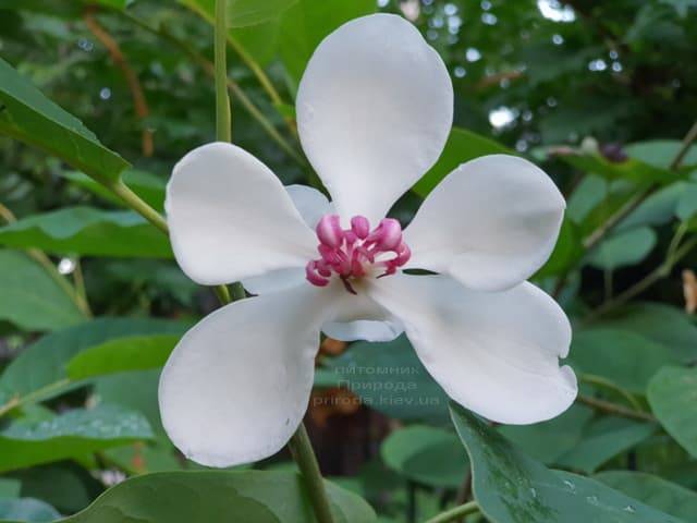 Магнолия Зибольда (Magnolia sieboldii) ФОТО Питомник растений Природа (Priroda) (7)