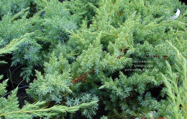 Можжевельник чешуйчатый Ханнеторп (Блю Швед) (Juniperus squamata Hunnetorp (Blue Swede)) ФОТО Питомник растений Природа (3)