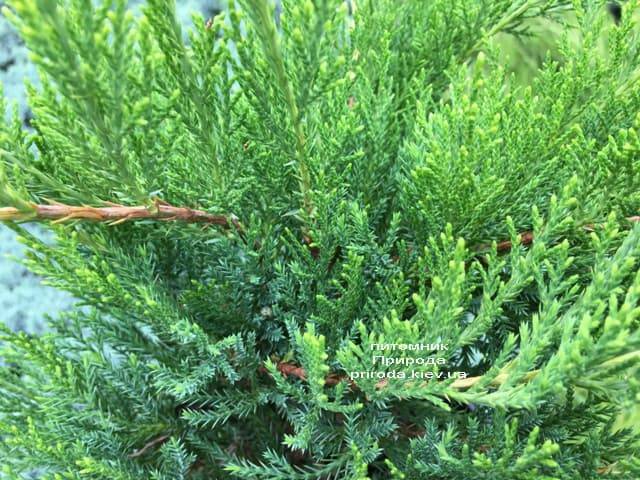 Ялівець середній / пфітцеріана Мінт Джулеп (Juniperus media / pfitzeriana Mint Julep) ФОТО Розплідник рослин Природа (Priroda) (2)