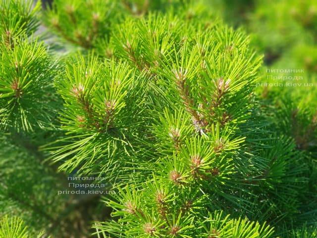 Сосна чёрная Джоска (Pinus nigra Joska) ФОТО Питомник растений Природа (Priroda) (2)
