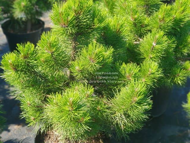Сосна чёрная Вурстле (Pinus nigra Wurstle) ФОТО Питомник растений Природа (Priroda) (2)