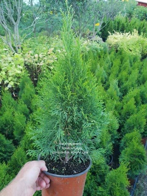 Туя західна Смарагд (Thuja occidentalis Smaragd) ФОТО Розплідник рослин Природа (2)