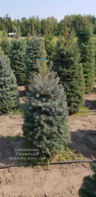Ель зелёная колючая Глаука (Picea pungens Glauca) ФОТО Питомник растений Природа (3)