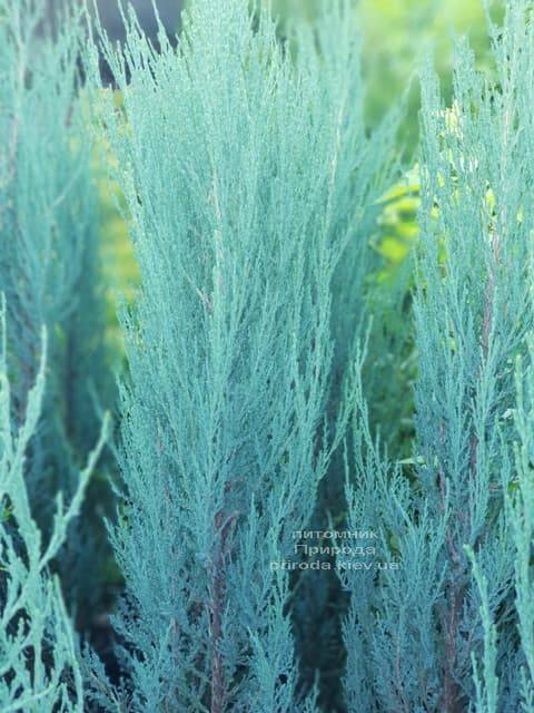 Ялівець скельний Блю Арроу (Блю Ерроу) (Juniperus scopolorum Blue Arrow) ФОТО Розплідник рослин Природа (2)