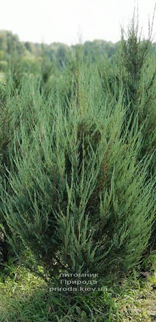 Можжевельник скальный Скайрокет (Juniperus scopulorum Skyrocket) ФОТО Питомник растений Природа (11)
