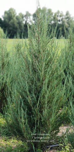 Можжевельник скальный Скайрокет (Juniperus scopulorum Skyrocket) ФОТО Питомник растений Природа (18)