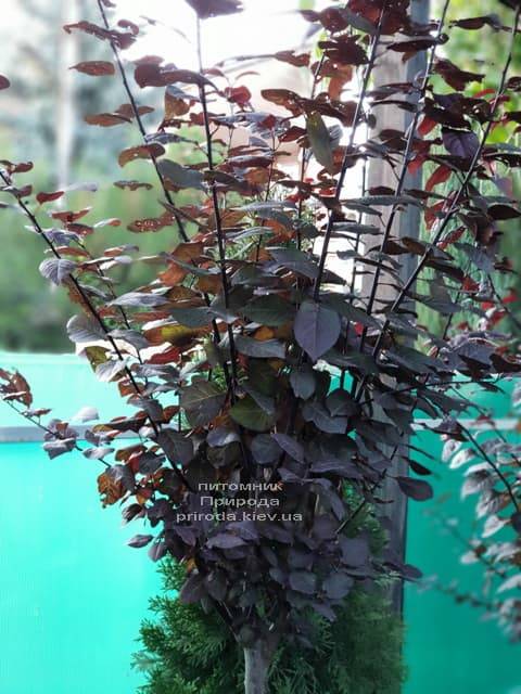 Слива растопыренная Писсарди (Prunus cerasifera Pissardii) ФОТО Питомник растений Природа (1)