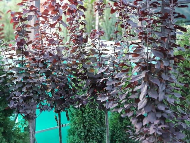 Слива розчепірена Піссарда (Prunus cerasifera Pissardii) ФОТО Розплідник рослин Природа (7)