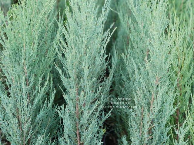 Ялівець скельний Скайрокет (Juniperus scopulorum Skyrocket) ФОТО Розплідник рослин Природа (6)