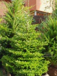 Пихта корейская (Abies koreana) ФОТО Питомник растений Природа (1)