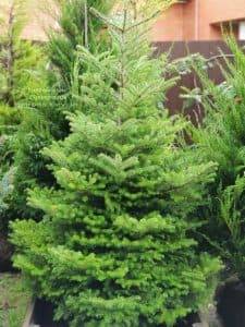 Пихта корейская (Abies koreana) ФОТО Питомник растений Природа (3)