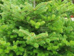 Пихта корейская (Abies koreana) ФОТО Питомник растений Природа (4)