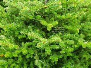 Пихта корейская (Abies koreana) ФОТО Питомник растений Природа (5)