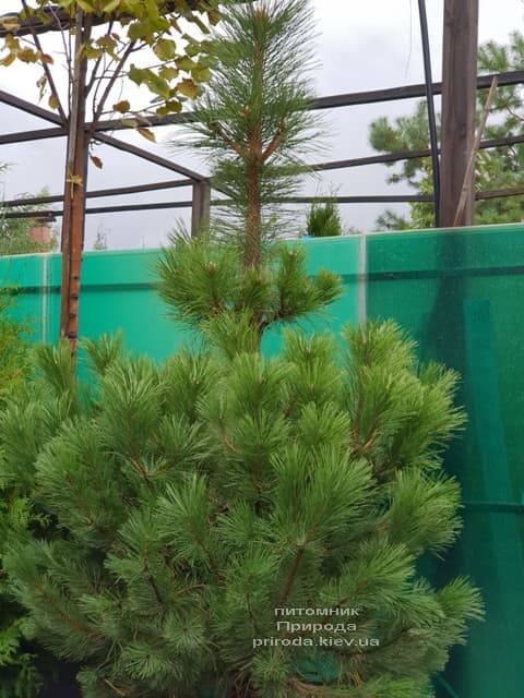 Сосна Чёрная (Австрийская) (Pinus nigra austriaca) ФОТО Питомник растений Природа (2)