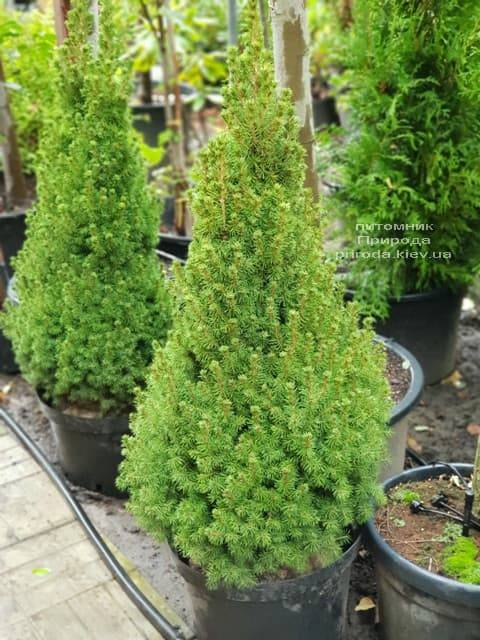 Ель канадская Коника (Picea glauca Conica) ФОТО Питомник растений Природа (1)
