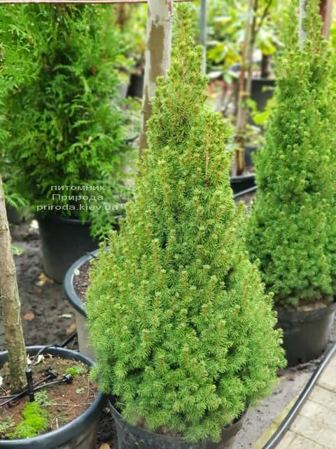 Ель канадская Коника (Picea glauca Conica) ФОТО Питомник растений Природа (2)
