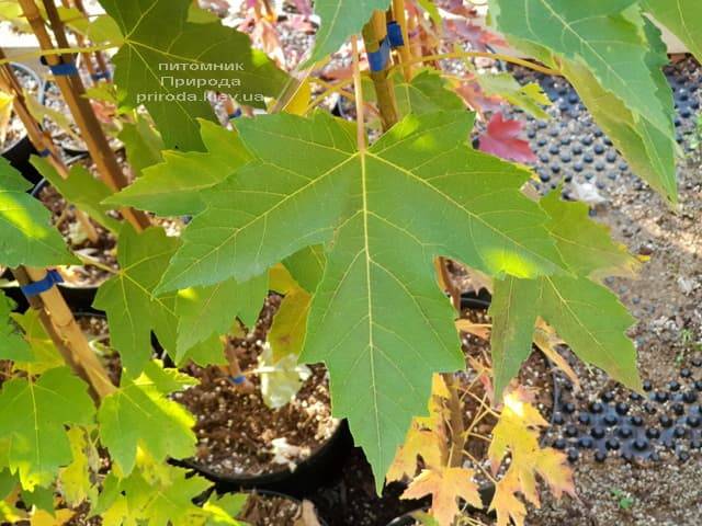 Клен Фрімана Отем Фентезі (Acer r. X freemanii Autumn Fantasy) ФОТО Розплідник рослин Природа (3)
