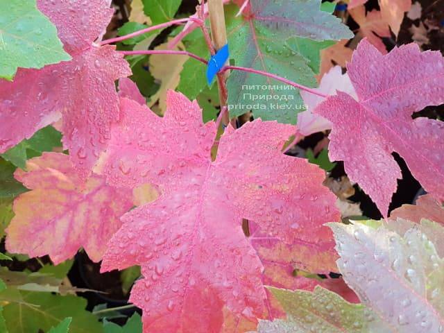 Клен Фрімана Отем Фентезі (Acer r. X freemanii Autumn Fantasy) ФОТО Розплідник рослин Природа (4)