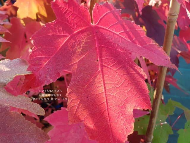 Клен Фрімана Отем Фентезі (Acer r. X freemanii Autumn Fantasy) ФОТО Розплідник рослин Природа (7)