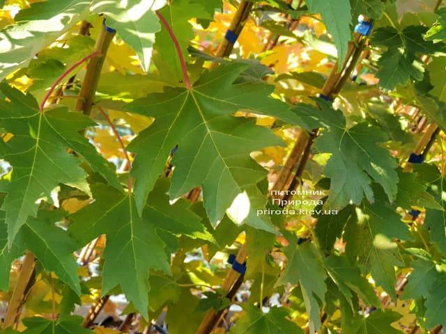 Клен Фрімана Сієна Глен (Acer r. X freemanii Sienna Glen) ФОТО Розплідник рослин Природа (1)