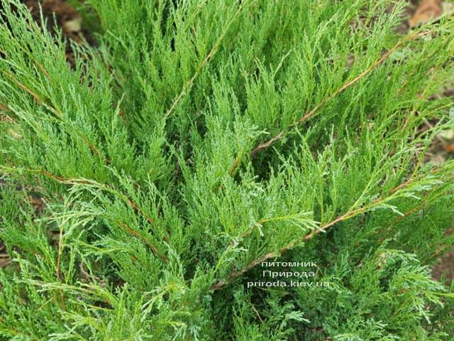Можжевельник казацкий (Juniperus sabina) ФОТО Питомник растений Природа (5)