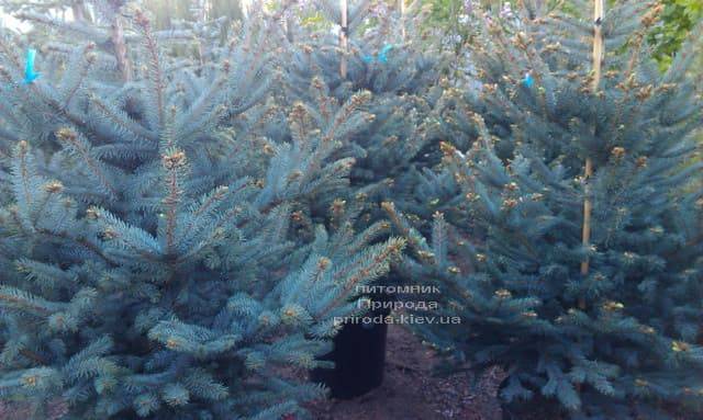 Ель голубая Фат Альберт (Picea pungens Fat Albert) ФОТО Питомник растений Природа (3)