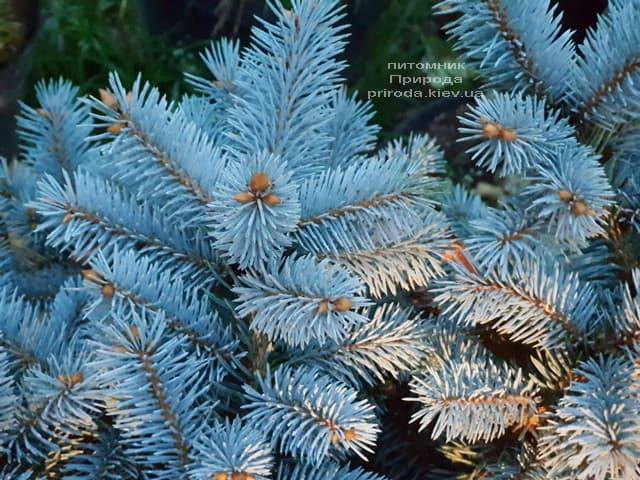 Ялина Глаука Глобоза (Picea pungens Glauca Globosa) ФОТО Розплідник рослин Природа (7)