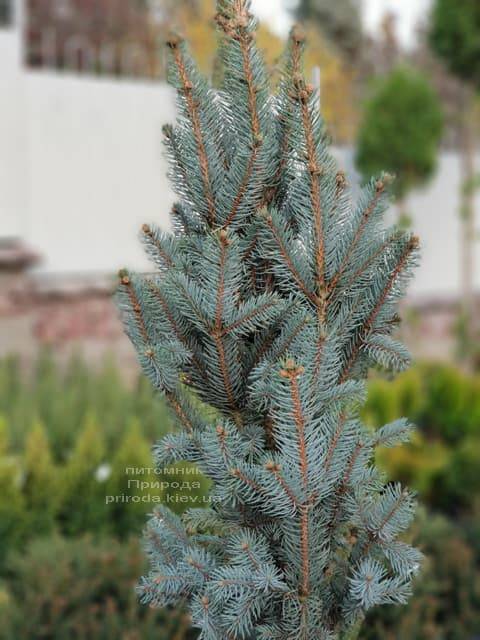 Ель голубая Исели Фастигиата (Picea pungens Iseli Fastigiata) ФОТО Питомник растений Природа (Priroda) (4)