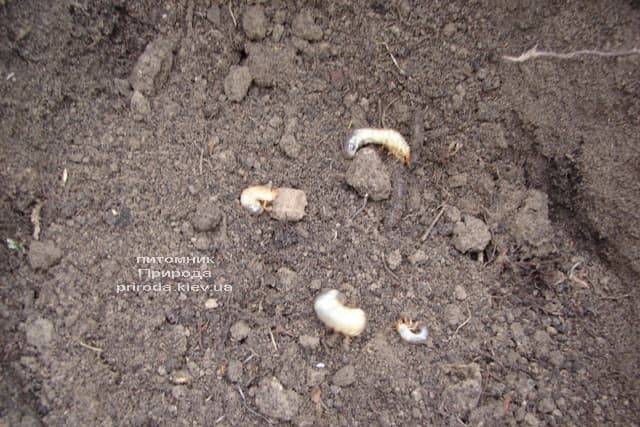 Личинки майского жука - причина гибели туи