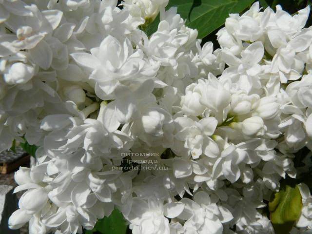Сирень Мадам Лемуан (Syringa vulgaris Mme Lemoine) ФОТО Питомник растений Природа (1)
