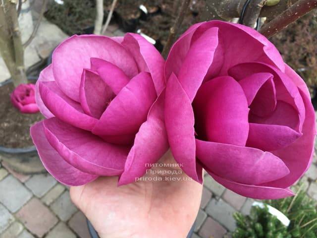Магнолия Блэк Тюлип (Magnolia Black Tulip) ФОТО Питомник растений Природа (19)