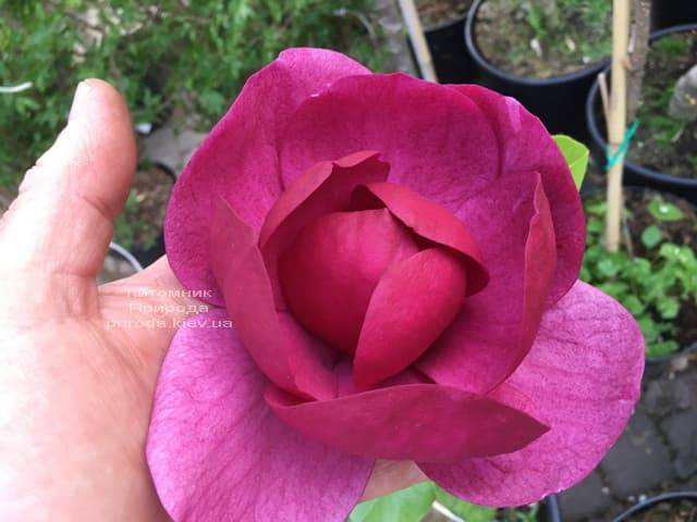 Магнолия Блэк Тюлип (Magnolia Black Tulip) ФОТО Питомник растений Природа (26)