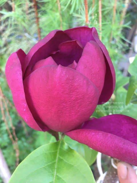 Магнолия Блэк Тюлип (Magnolia Black Tulip) ФОТО Питомник растений Природа (27)