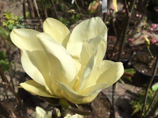 Магнолия Элизабет (Magnolia Elizabeth) ФОТО Питомник растений Природа (3)