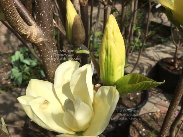 Магнолия Элизабет (Magnolia Elizabeth) ФОТО Питомник растений Природа (5)